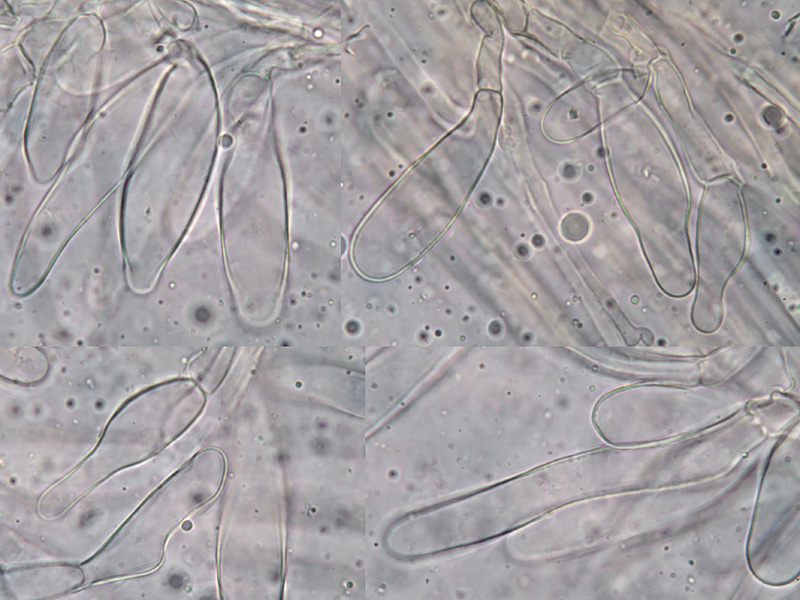 Inocybe tigrina spory hymeniální cystdy